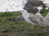Caspian Gull at Wat Tyler Country Park (Steve Arlow) (104061 bytes) Caspian Gull at Wat Tyler Country Park (Steve Arlow) (104061 bytes)